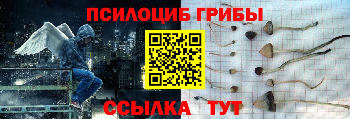 Галлюциногенные грибы Psilocybe Новочеркасск